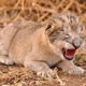 One of the cubs